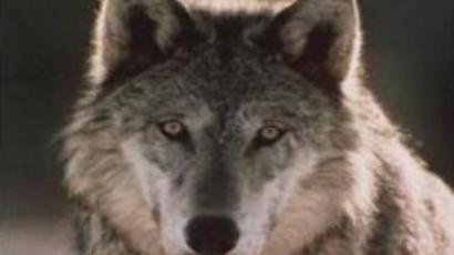 Of wolf and man: new decree to protect predators   