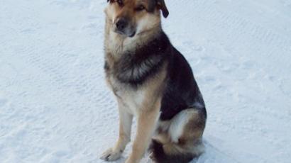 Stray dog hunters threaten to kill 'Yakutian Hachiko'