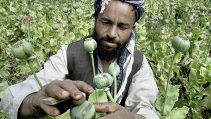 “If we destroy opium poppy fields, farmers will join the Taliban”