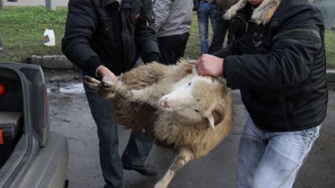 Violence of the lambs: Animal sacrifice ban sought in reply to Innocence of Muslims ruling