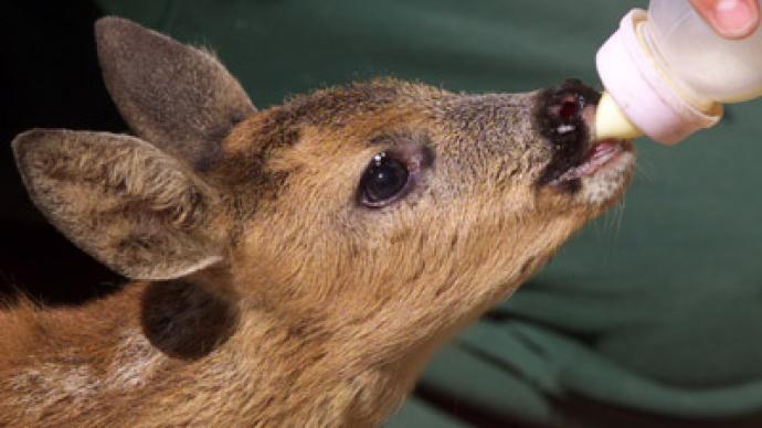 Indiana couple facing jail for saving baby deer