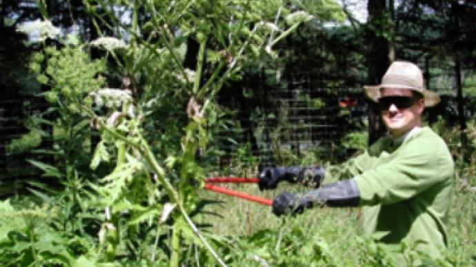 Giant Hogweed invades Russia, spreading to America