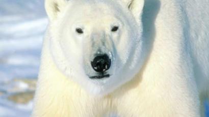 #FreeArturo: 470,000 sign petition to relocate depressed polar bear to Canada