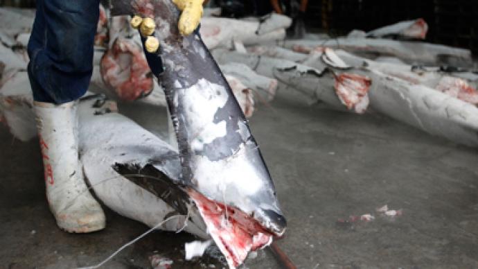 Fin sins: Report finds endangered shark species in soups