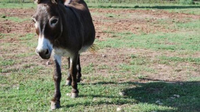 Texas mayor killed by huge pet donkey