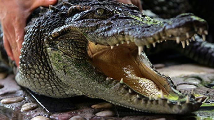 Two alligators, pole dancer and weed crop found during shooting investigation