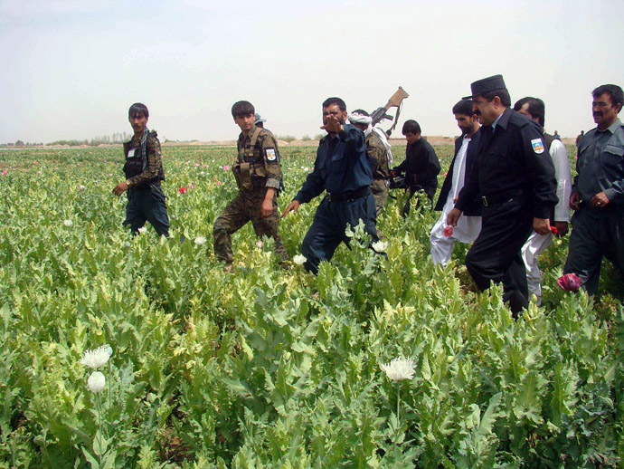 fghan policemen destroys a poppy field in the Nad-e Ali district of Helmand province on March 20, 2013. (AFP Photo)