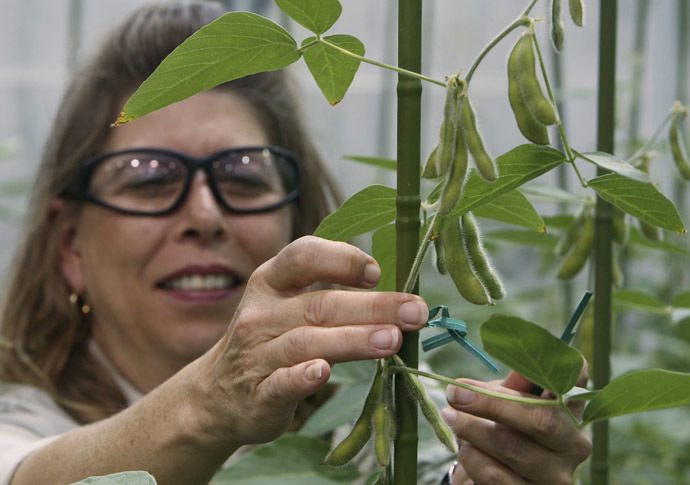 Soybean Plant Specialist Nancy Brumley ties up a soybean stalk in the soybean greenhouse at the Monsanto Research facility in Chesterfield, Missouri (Reuters)