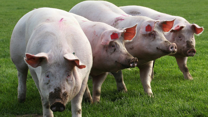 Genetic chains: Alarming new study of Monsanto feed on pigs
