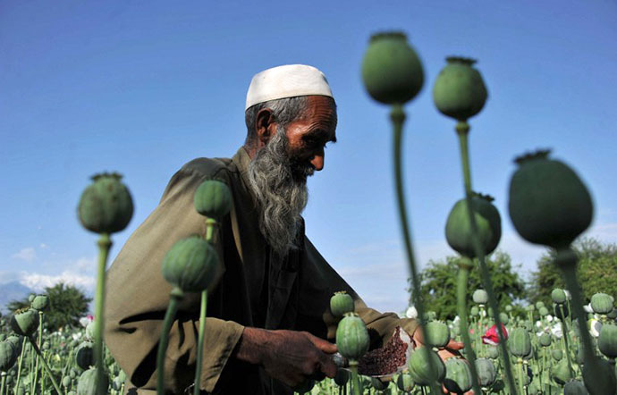 An Afghan farmer collects raw opium as he works in a poppy field in Khogyani District of Nangarhar province (AFP Photo / Noorullah Shirzada)