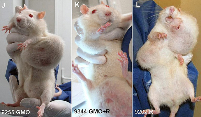 A picture released by the Committee for Research and Independent Information on Genetic Engineering (CRIIGEN) shows a combination image of three pictures featuring rats with tumors after they were fed a diet of genetically modified (GMO) maize produced by US chemical giant Monsanto. CRIIGEN researchers examined a two-year study, that shows the long-term toxicity of GMOs and chemical weed killer "Round-up", establishing "alarming" results according to professor Gilles-Eric Seralini. (AFP Photo / Griigen)