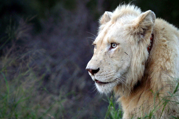 A rare white lion rests at the Global White Lion Protection Trust game reserve in Timbavati, South Africa, in this picture taken May 31, 2006. (Reuters/Antony Kaminju)
