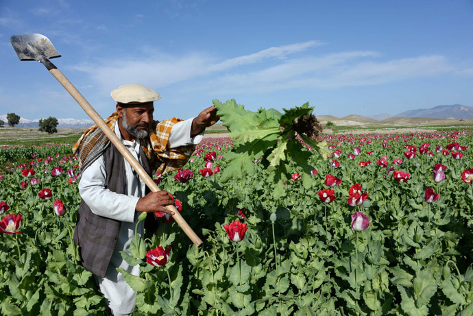 An Afghan farmer works in a poppy field on the outskirts of Jalalabad, capital of Nangarhar province (AFP Photo / Noorullah Shirzada)