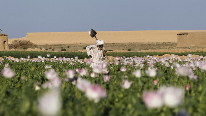 An Afghan man works in a poppy field in the Maiwand district of Kandahar province, southern Afghanistan. (Reuters/Baz Ratner)