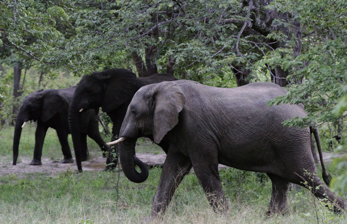Elephants walk inside Zimbabwe's Hwange National Park. (Reuters/Philimon Bulawayo)