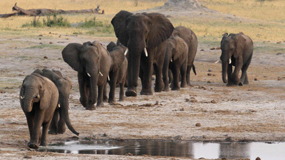 A jumbo-sized problem - Africa’s elephants in peril
