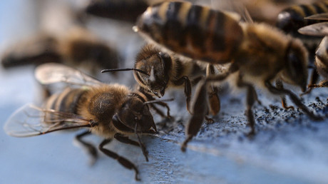 Plus d’un million d’abeilles périssent dans un accident de la route