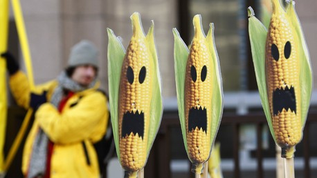 La Commission européenne autorise la commercialisation de 19 nouveaux OGM