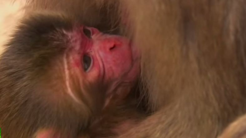Japon : On ne prénomme pas un singe du nom d’une princesse britannique
