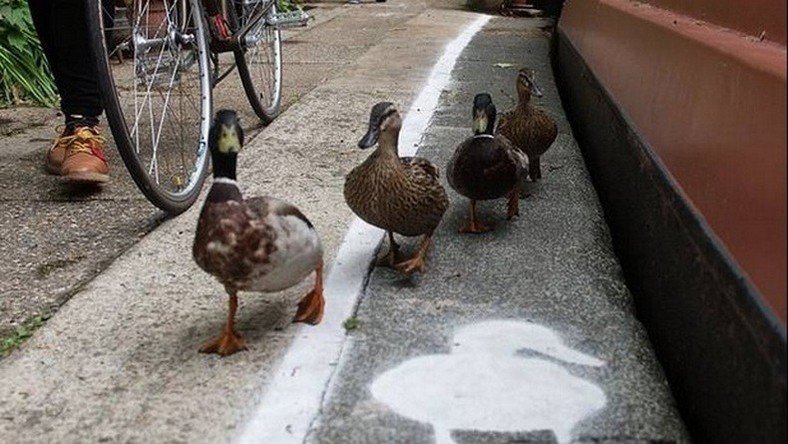 La Bande à Picsou : les canards britanniques ont leur propre piste (VIDEO)