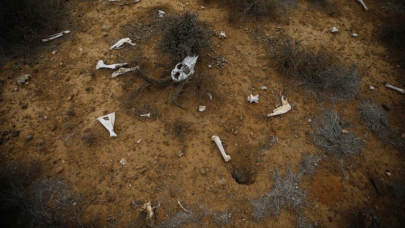Au Kazakhstan, la mort inquiétante de milliers d'antilopes
