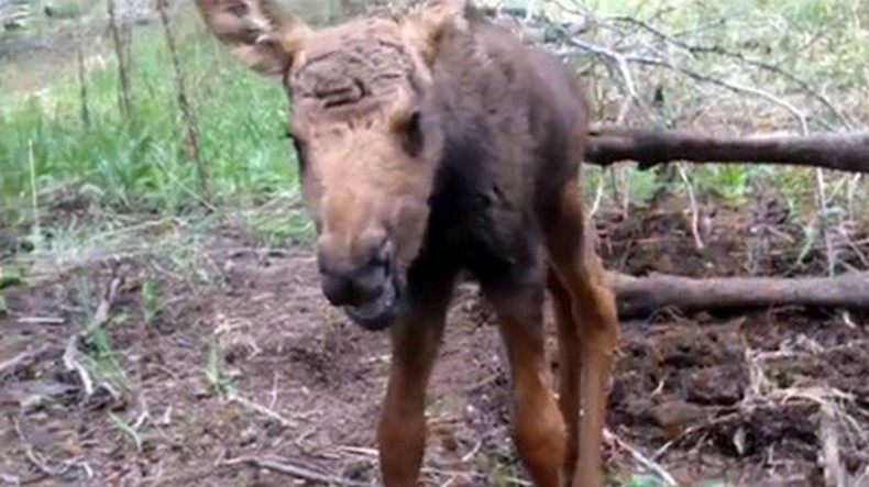Un bébé élan condamné abattu par les gardes forestiers