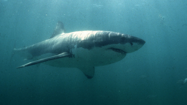 Tape m’en cinq ! Un plongeur se lie d’amitié avec le plus grand requin blanc du monde (VIDEO)