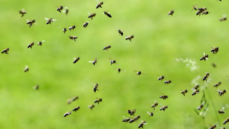 Même pas mal : un homme a survécu à plus de 500 piqûres d’abeille
