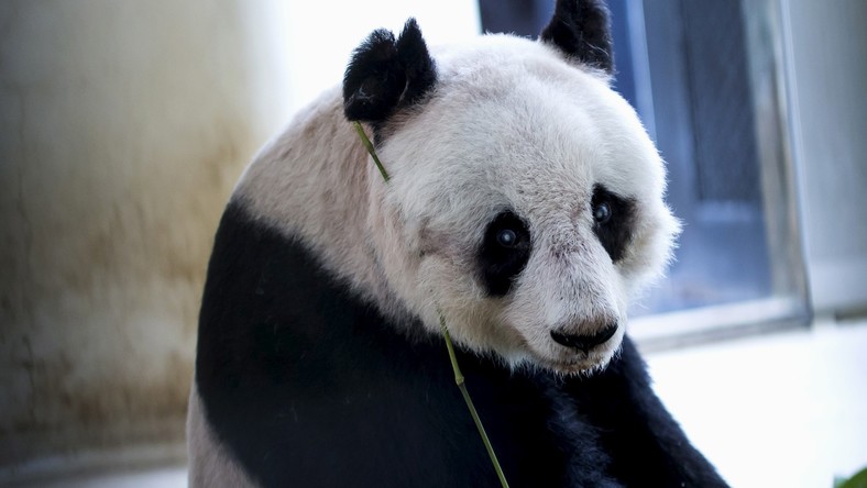 Le bambou ça conserve : Jia Jia devient le plus vieux panda du monde