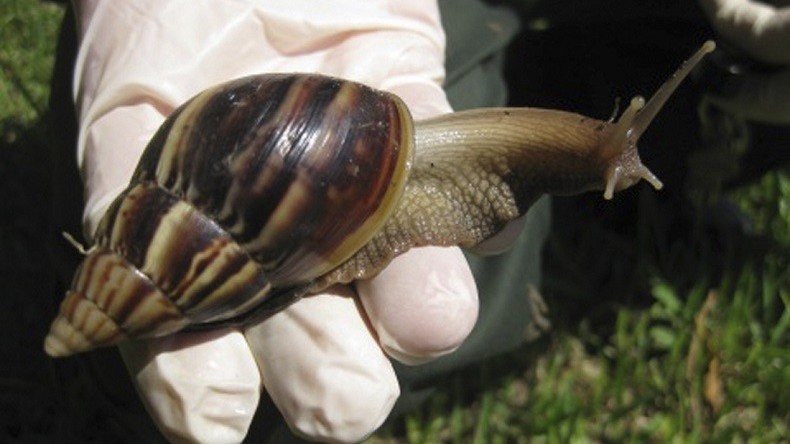 Des fermes d’escargots en développement pour les futurs habitants de Mars