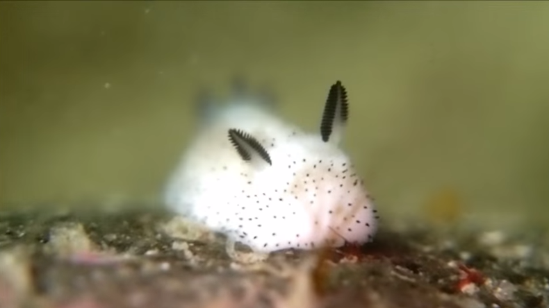 Nouvelle mode «Kawaii» du Japon: «les petits lapins de mer»