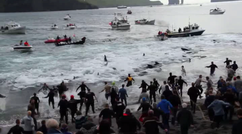 Sanglante tradition : 250 baleines massacrées dans les îles Féroé