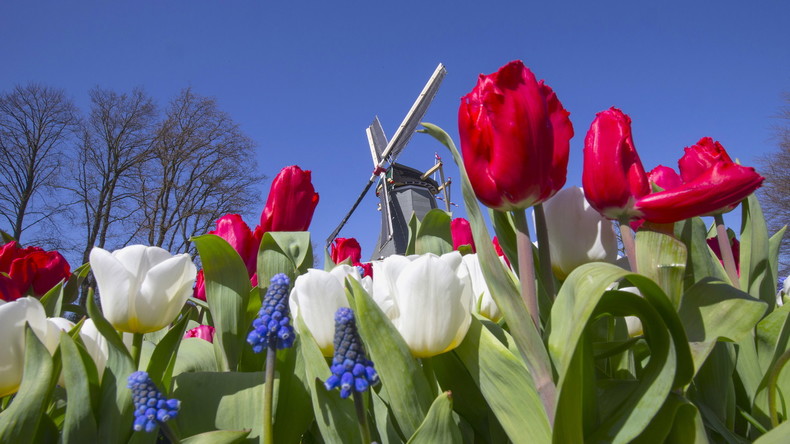 La Russie interdit temporairement les fleurs des Pays-Bas