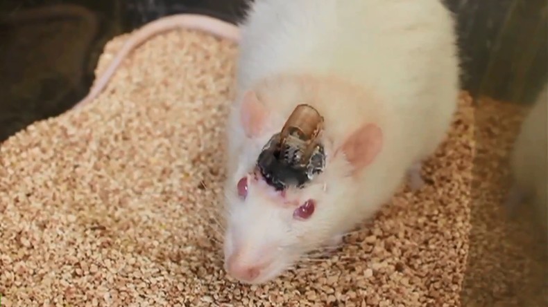 Aux Etats-Unis, des scientifiques contrôlent le cerveau de souris à distance (VIDEO)