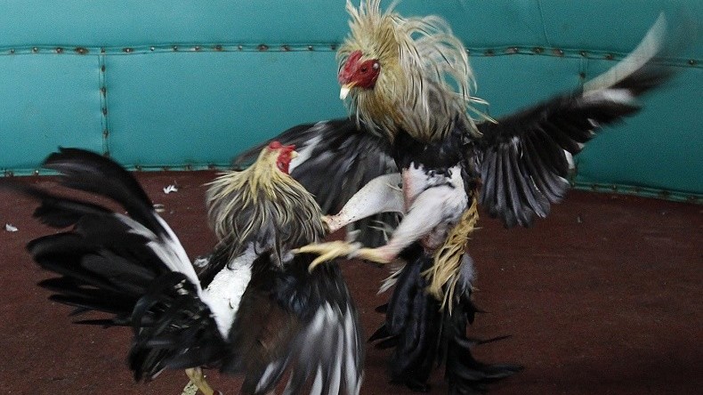 Les Sages ne veulent pas de nouveaux gallodromes en France
