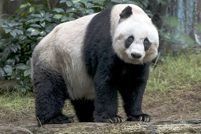 Le bambou ça conserve : Jia Jia devient le plus vieux panda du monde