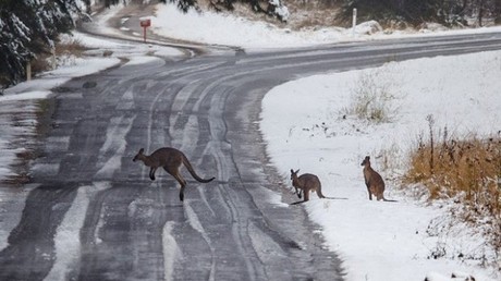 Des kangourous prennent le frais en Australie, où la neige a surpris la population