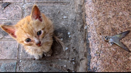 L’Australie tuera deux millions de chats sauvages même si elle ne les déteste pas