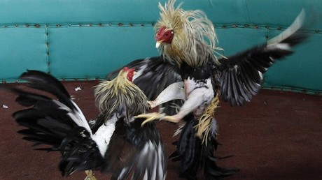 Les combats de coqs en débat devant le Conseil Constitutionnel !