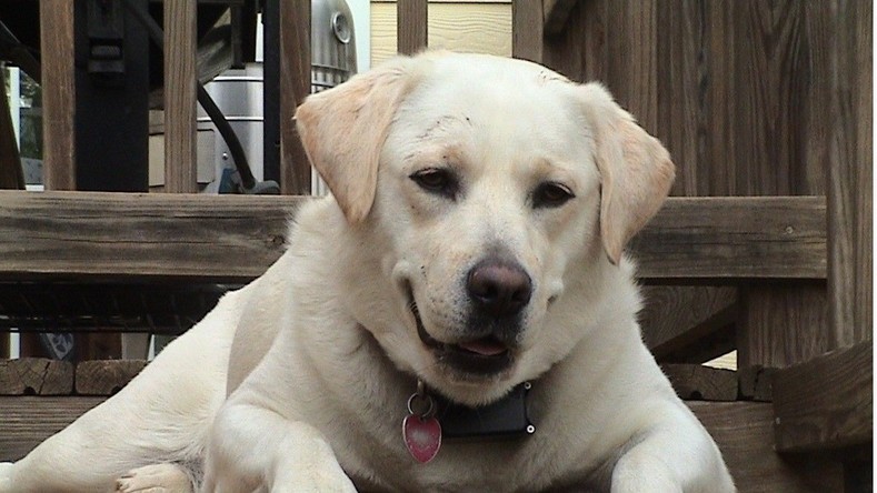 Une rencontre ardemment désirée : un chien volé retrouve sa propriétaire aveugle à Moscou