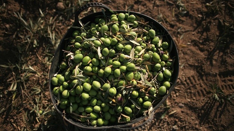 L'Espagne, premier producteur d'huile d'olive, doit recourir aux importations