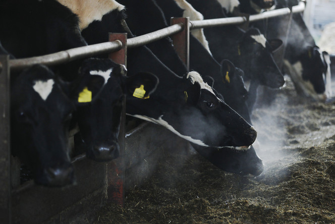 Des vaches défilent dans un supermarché anglais lors d’une manifestation laitière (VIDEO)