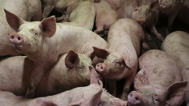 Crise porcine: la réunion de la dernière chance ?