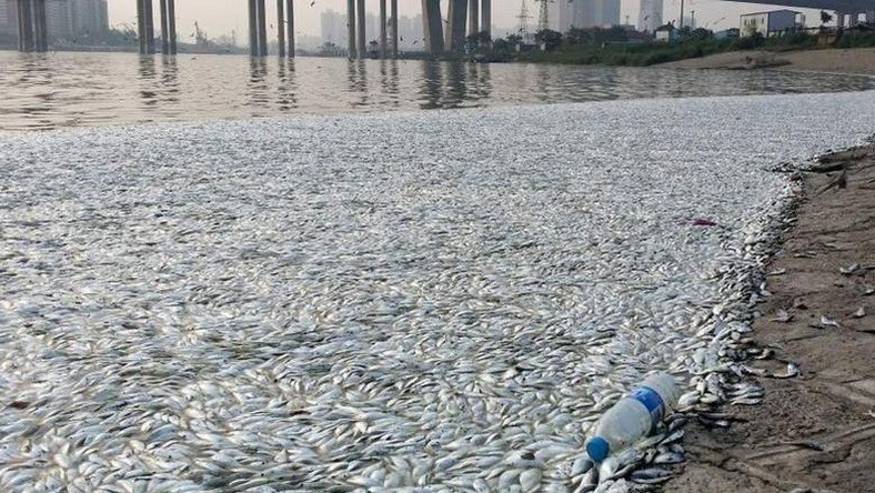 Tianjin: de milliers poissons morts laissent craindre le pire (VIDEO)