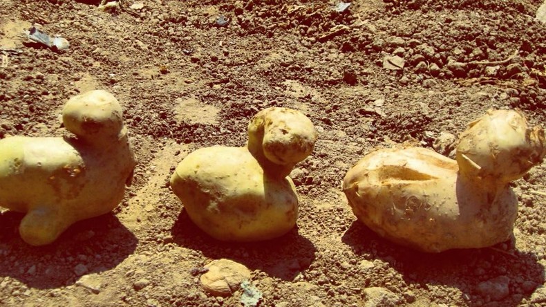 En Catalogne, les fruits et légumes difformes ne sont pas jetés, mais distribués aux nécessiteux