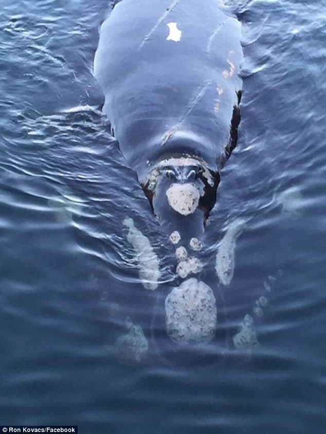 Une baleine prise au piège par des déchets en plastique demande de l'aide à de jeunes pêcheurs VIDEO