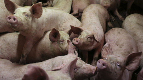Crise porcine : la France doit «enfreindre en partie le droit européen», estime Attac