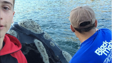 Une baleine prise au piège par des déchets en plastique demande de l'aide à de jeunes pêcheurs VIDEO