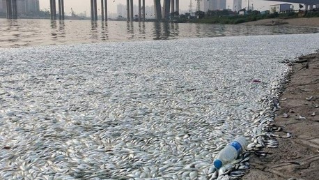 Tianjin: de milliers poissons morts laissent craindre le pire (VIDEO)
