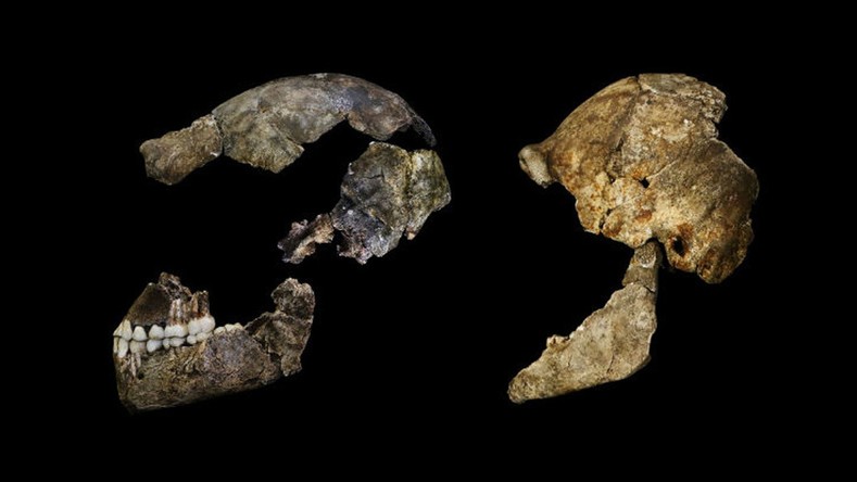 «Un cerveau minuscule, un corps svelte» : une nouvelle espèce humaine découverte en Afrique du Sud